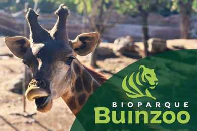 Ven a disfrutar de un día en Buin Zoo (Fast Pass) - Panoramas con niños